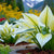 Rare Perennial Hostas Plantain Lily Flower