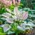 Rare Perennial Hostas Plantain Lily Flower
