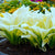 Perennial Hostas Plantain Lily Flower