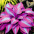 Perennial Hostas Plantain Lily Flower